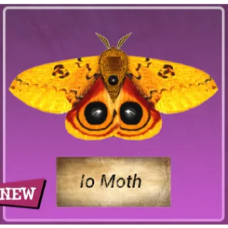 Taxidermy io moth