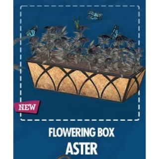 Flowering Box – Aster [Plan]