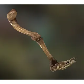 Fossilized Megalonyx Right Leg [Plan]