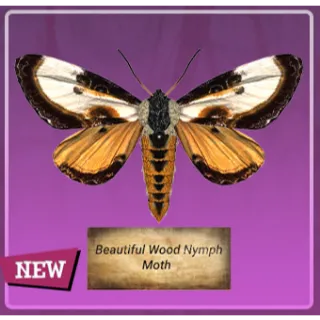 Taxidermy beautiful wood nymph moth [Plan]