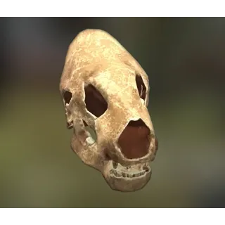 Fossilized Megalonyx Skull [Plan]