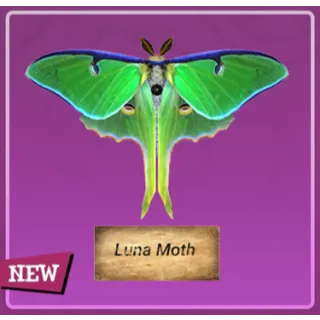 Taxidermy luna moth