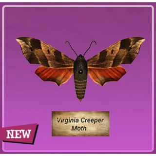 Taxidermy Virginia creeper moth