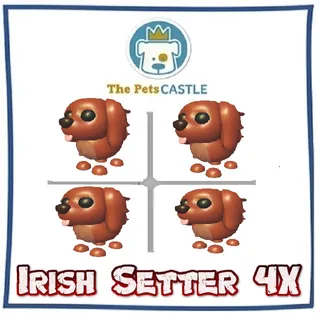 Irish Setter