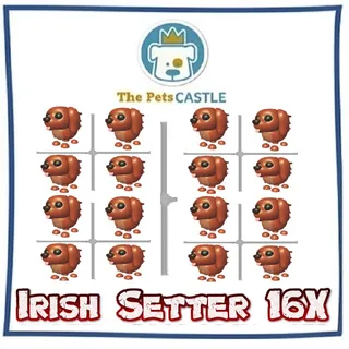 Irish Setter