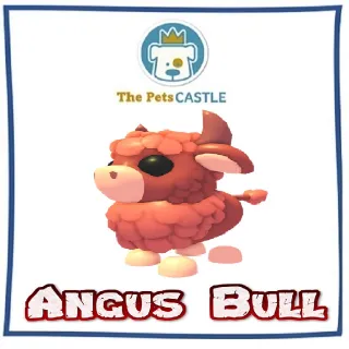 Angus Bull