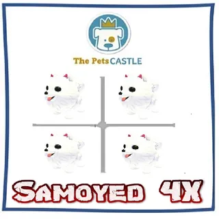 Samoyed