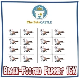 Black-Footed Ferret