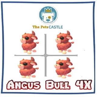 Angus Bull