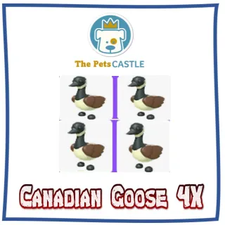 Canadian Goose 4X