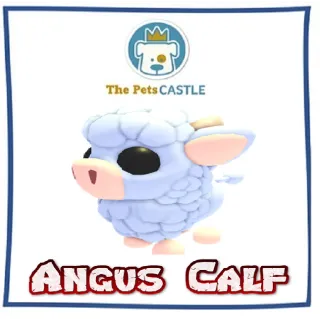 angus calf
