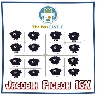 Jacobin Pigeon