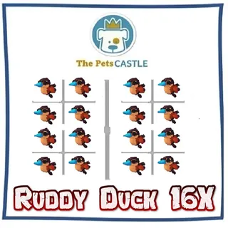 Ruddy Duck