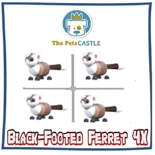 Black-Footed Ferret 
