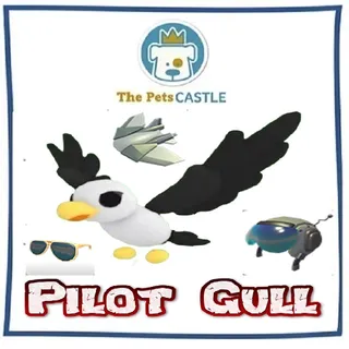 Pilot Gull