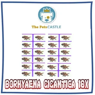Borhyaena Gigantica 18X