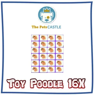 Toy Poodle 16X