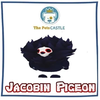 Jacobin Pigeon