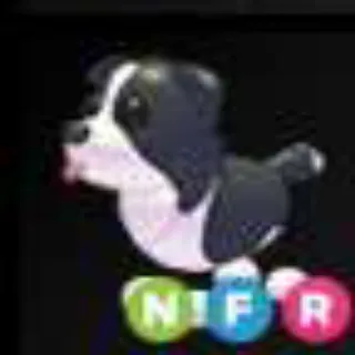 Neon Border Collie