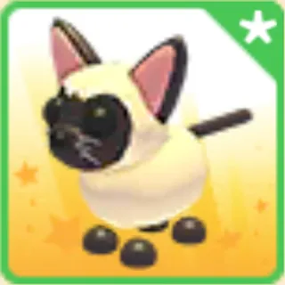 Siamese Cat