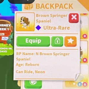 NR Brown Springer Spanie