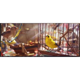 Avian Alarm lv1-5 All items bundle Fast delivery