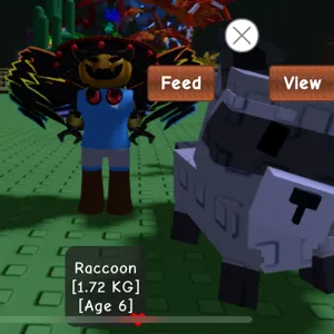 Raccoon