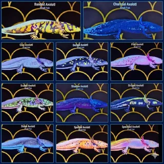 Axolotls Complete Set x11