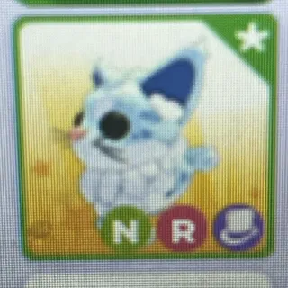 Main coon NEON RIDABLE