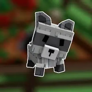 💎Normal Raccoon💎
