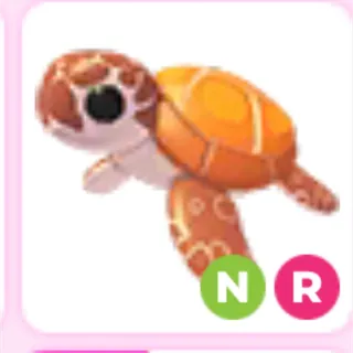 NR sea turtle