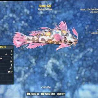 Fester Koi