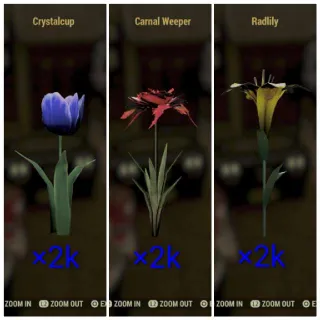 Big Bloom Flowers ×6k