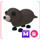 MR OTTER MR