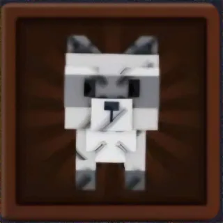 Raccoon