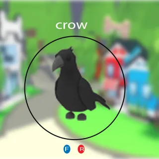 crow