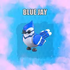 BLUE JAY FR