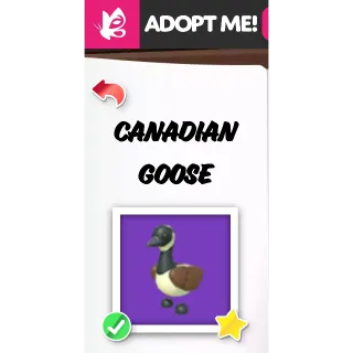 Canadian Goose NFR