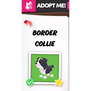 Border Collie FR