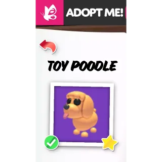 Toy Poodle FR ADOPT ME PETS