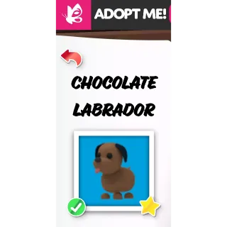 Chocolate Labrador NFR