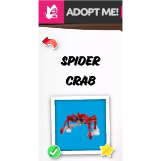 SPIDER CRAB FR