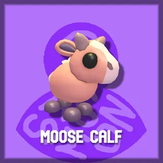 Moose Calf