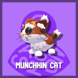 Munchkin Cat