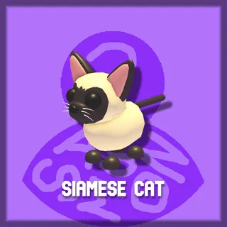 Siamese Cat