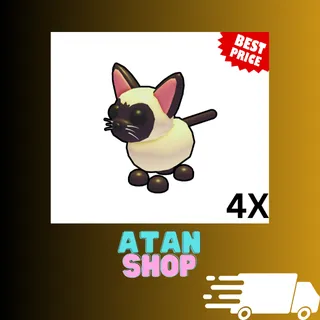 4x Siamese Cat