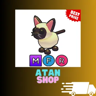 MFR Siamese Cat