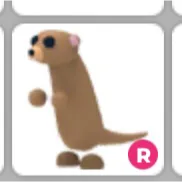 R meerkat