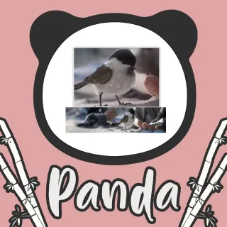 Vikendi Birb ID Card