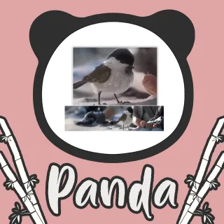 Vikendi Birb ID Card